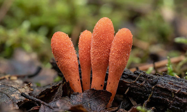 Cordyceps militaris